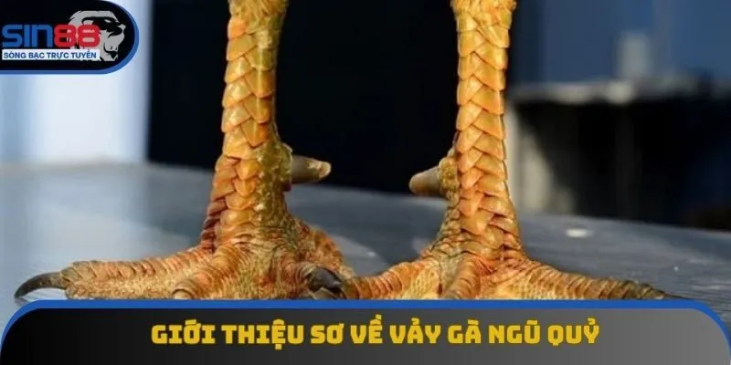 Vảy gà ngũ quỷ được săn lùng top đầu Vảy gà ngũ quỷ được săn lùng top đầu