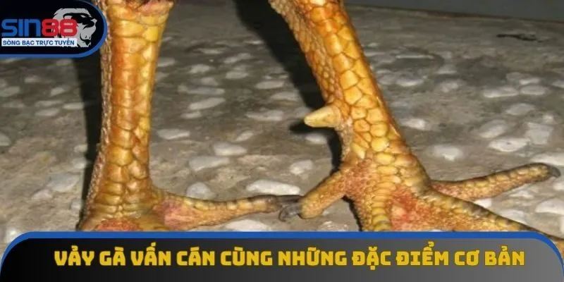 Vảy gà vấn cán cùng những kiến thức trọng tâm Vảy gà vấn cán cùng những kiến thức trọng tâm