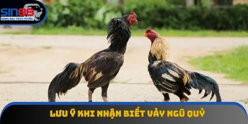 Lưu ý giúp nhận biết thần kê chuẩn Lưu ý giúp nhận biết thần kê chuẩn