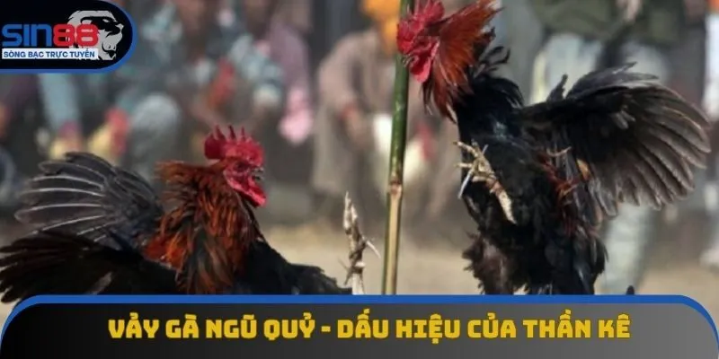 Vảy Gà Ngũ Quỷ - Đặc Điểm Được Săn Lùng Ở Chiến Kê